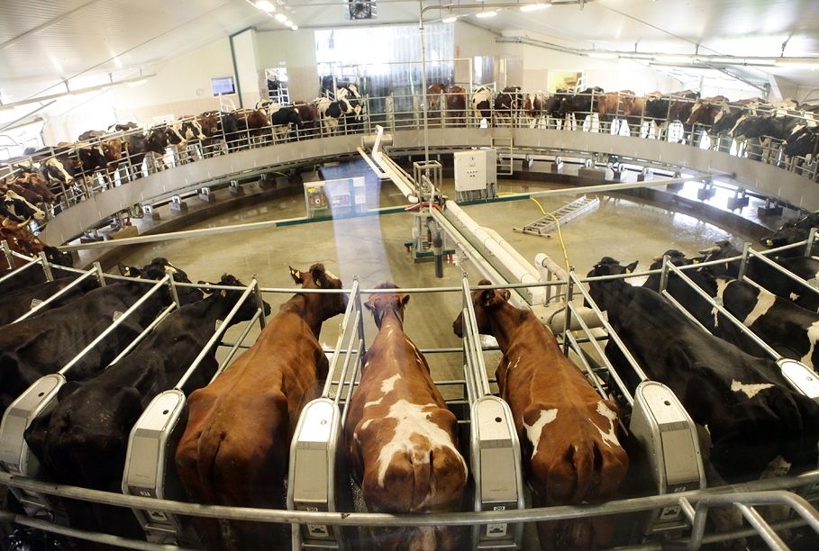 «Baltic Dairy Board» pārtrauks regulāri iepirkt svaigpienu no piena ražotājiem