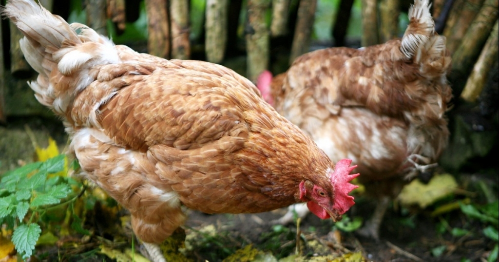 PVD: Putnu turētājiem Latvijā arī šogad jābūt piesardzīgiem un jāievēro biodrošības pasākumus
