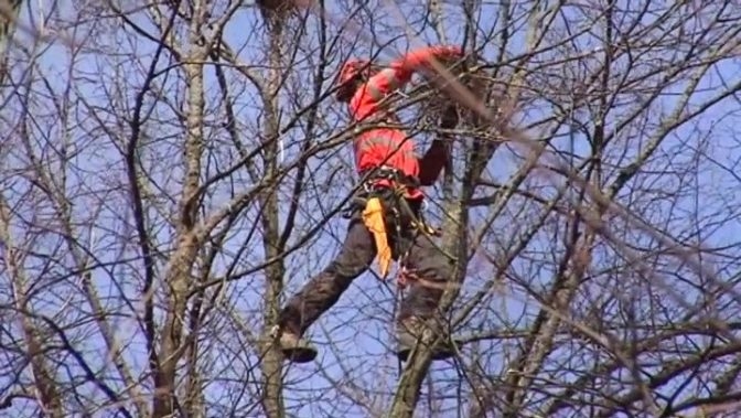 Putnu ligzdu noņemšana nav sekmējusi krauķu kolonijas samazināšanos Iecavā