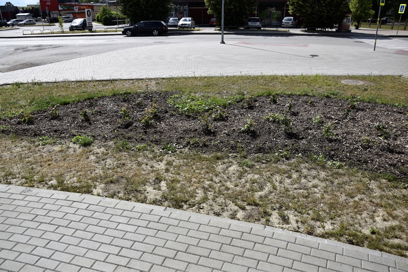 Pilsētai uzdāvina rožu dobi