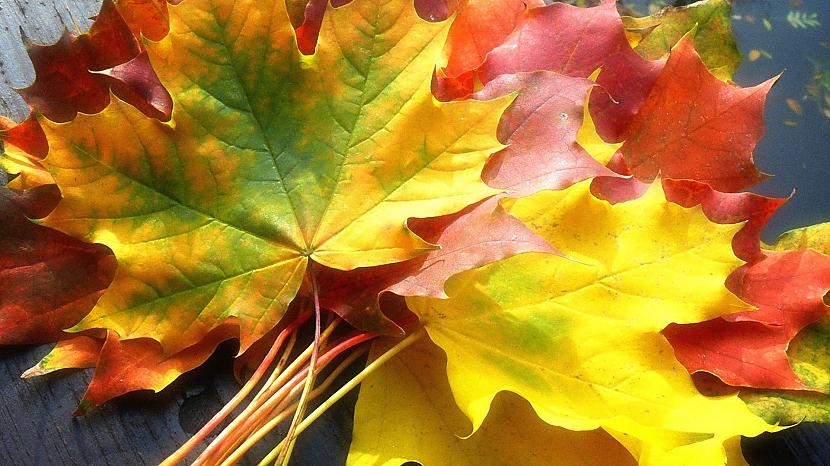 Rudens balle Rītausmās