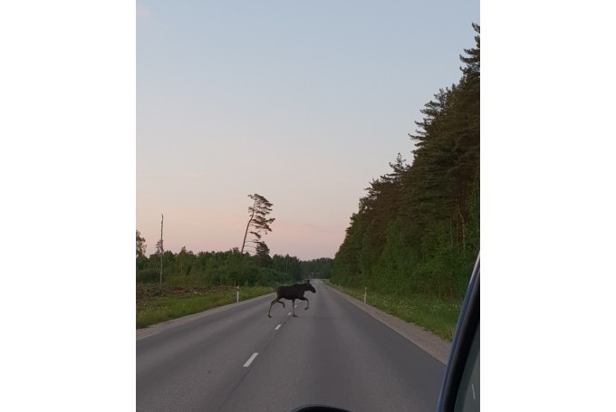 Mašīna saduras ar alni