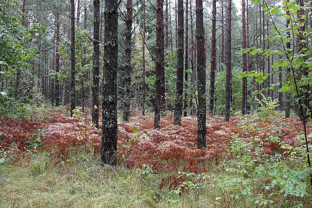 Aicina uz semināru mežsaimniecībā «Pūpoli»