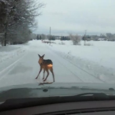 Auto priekšā izskrien stirna