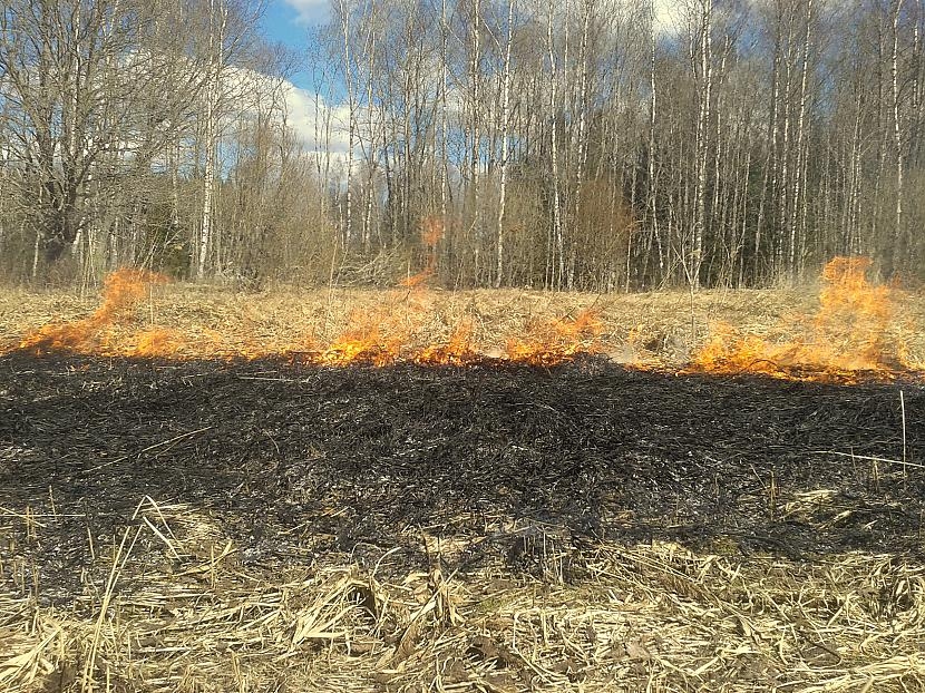 Kūla un meža zemsedze deg desmit hektāru platībā Iecavas novadā