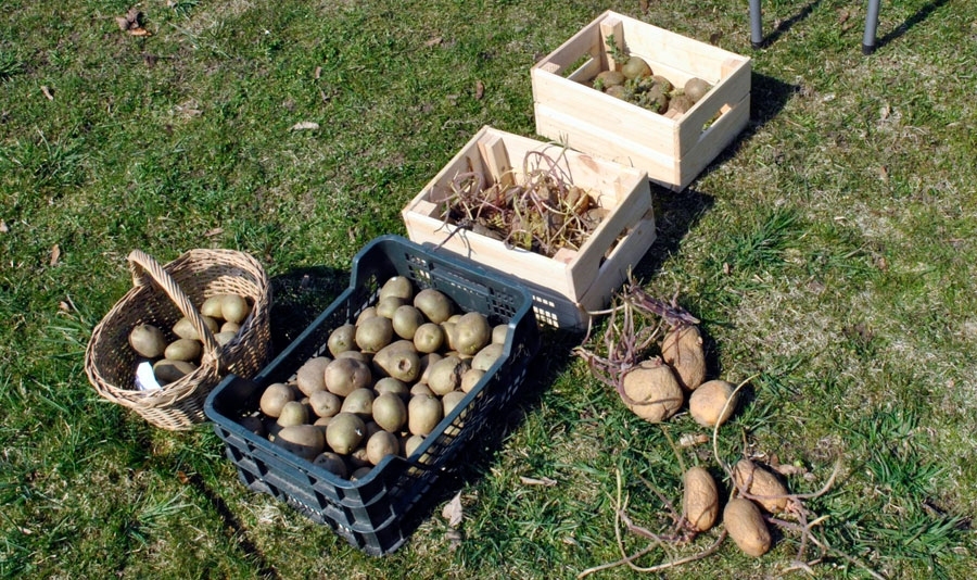 Klāt kartupeļu stādīšanas laiks. Tupeņu audzēšanas knifus atklāj agronome