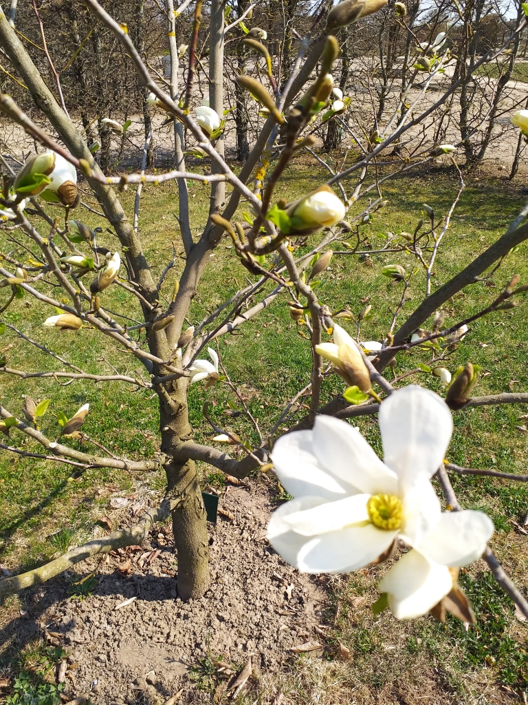 Siltajās brīvdienās aicina apmeklēt Rundāles pils dārzu; uzplaukušas sīpolpuķes, reibina sakura, tuvojas magnoliju pilnzieds