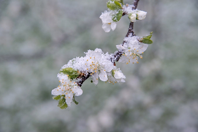 Agrotīkls, dūmu svece, laistīšana. Agronoma ieteikumi, kā mazināt salnu ietekmi
