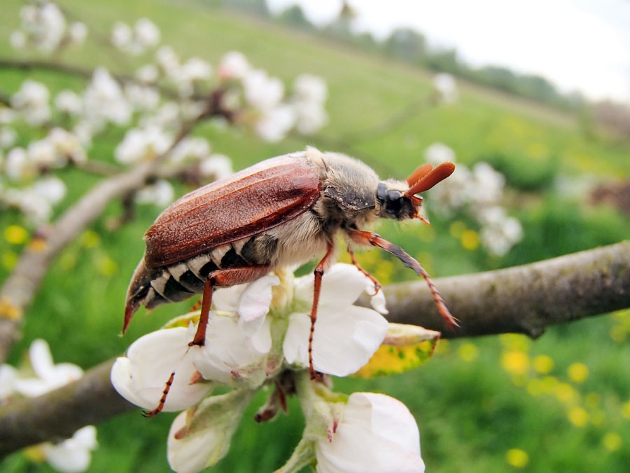 Kā pilsētvides dārzā cīnīties ar maijvabolēm?