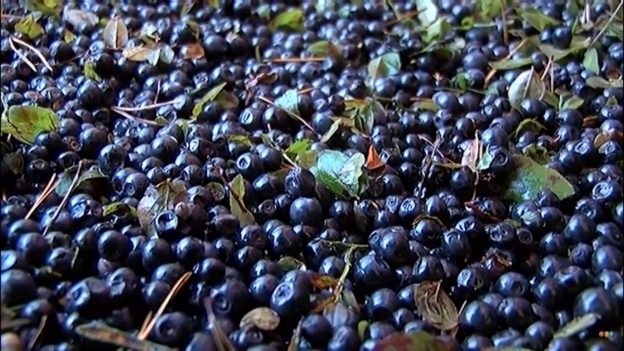LLKC: Ogu raža šogad Latvijā padevusies sliktāka nekā pērn
