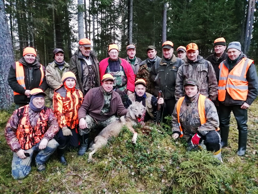 Izdodas nomedīt vilku