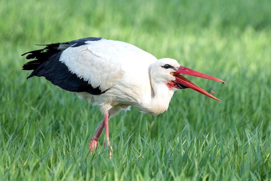Gaļēdājs, pat plēsējs