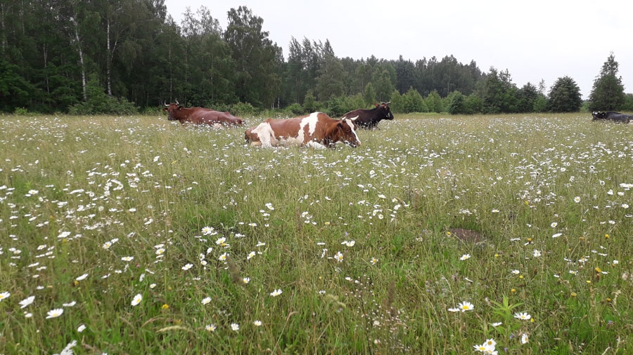 Pilnveides kursi palīdz lauku darbos neizdegt