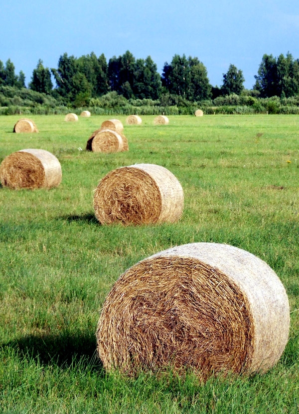 Tukšas vārpas veldrē nekrīt...