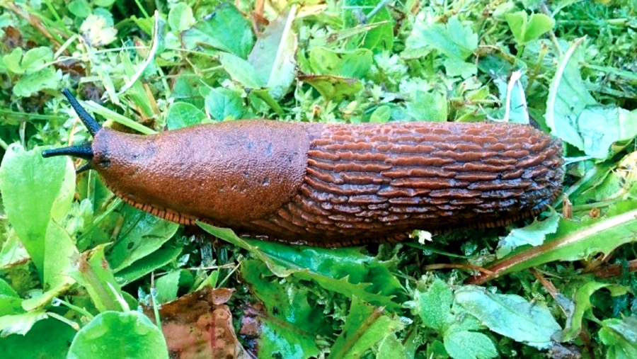 Cīņā ar invazīvo sugu viens nav karotājs
