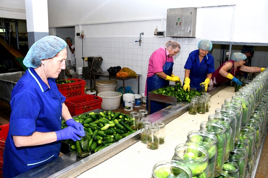 Gurķu konservēšana «Kronī» rit pilnā sparā