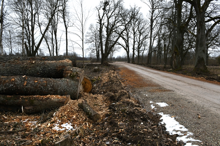 Nerimst peripetijas ap Lambārtes muižas kokiem
