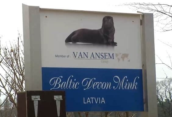 PVD: «Baltic Devon Mink» ūdelēm saslimstība ar Covid-19 norit asimptomātiski