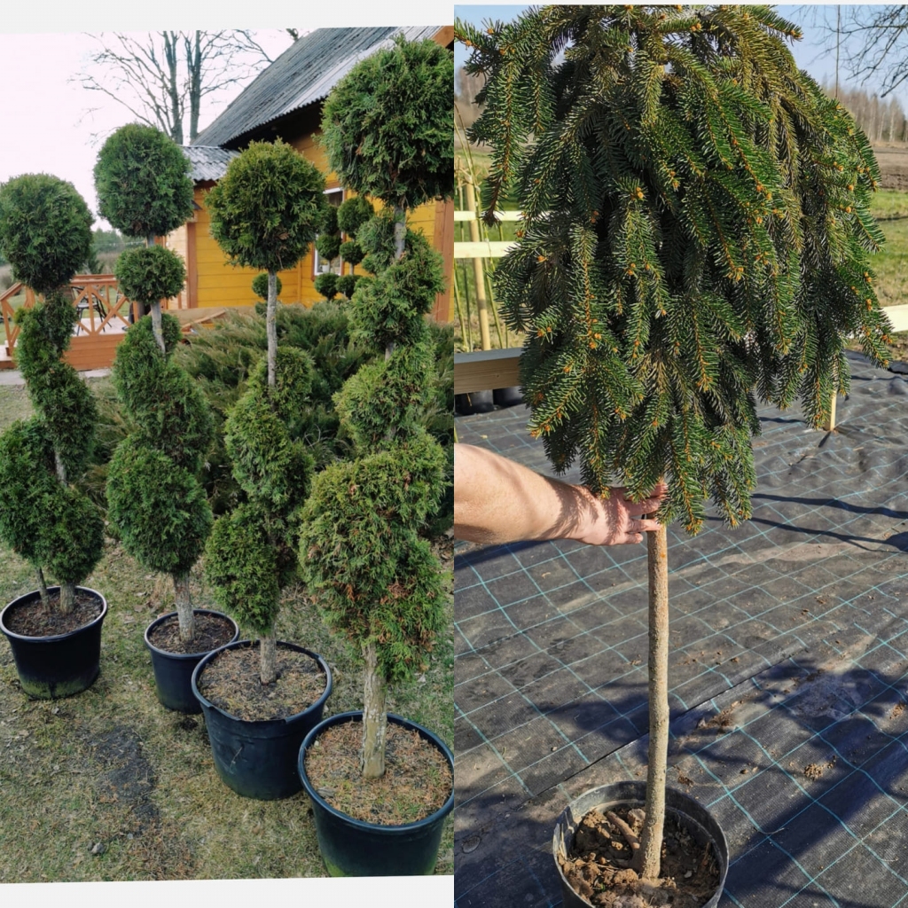 Iecavā apzagts stādu placis