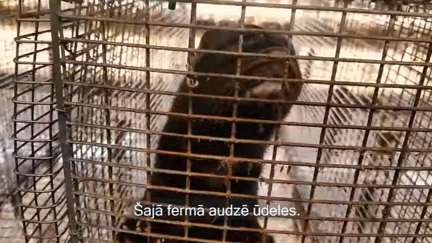 Par dzīvnieku labturības pārkāpumiem «Baltic Devon Mink» sākti seši administratīvie procesi