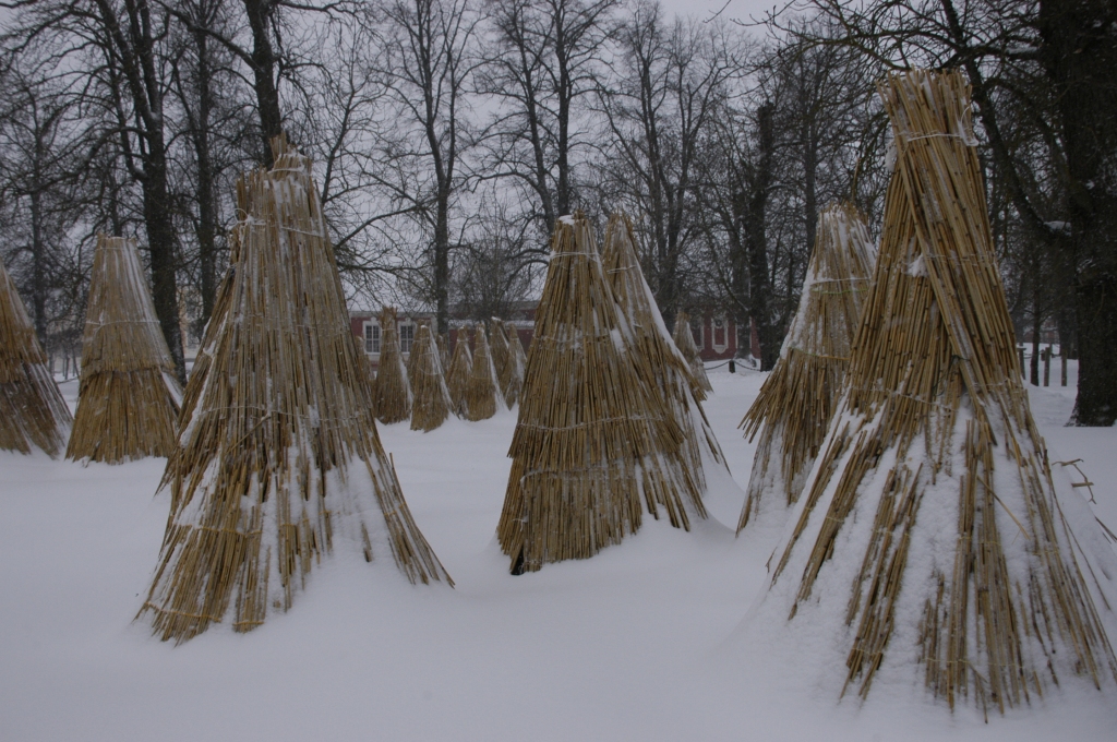 Ieziemo Rundāles pils parka rozes 