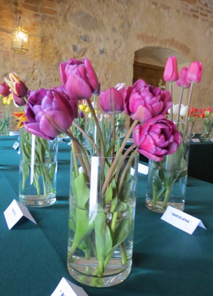 Bauskas pilī «uzziedējušas» krāsainas tulpes