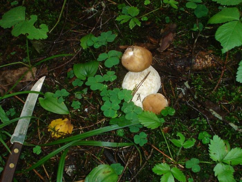 Diskutēs par Likvertenu meža nākotni