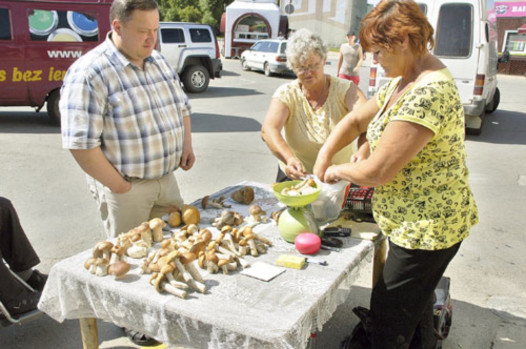 Sēņotājiem jāceļas agri