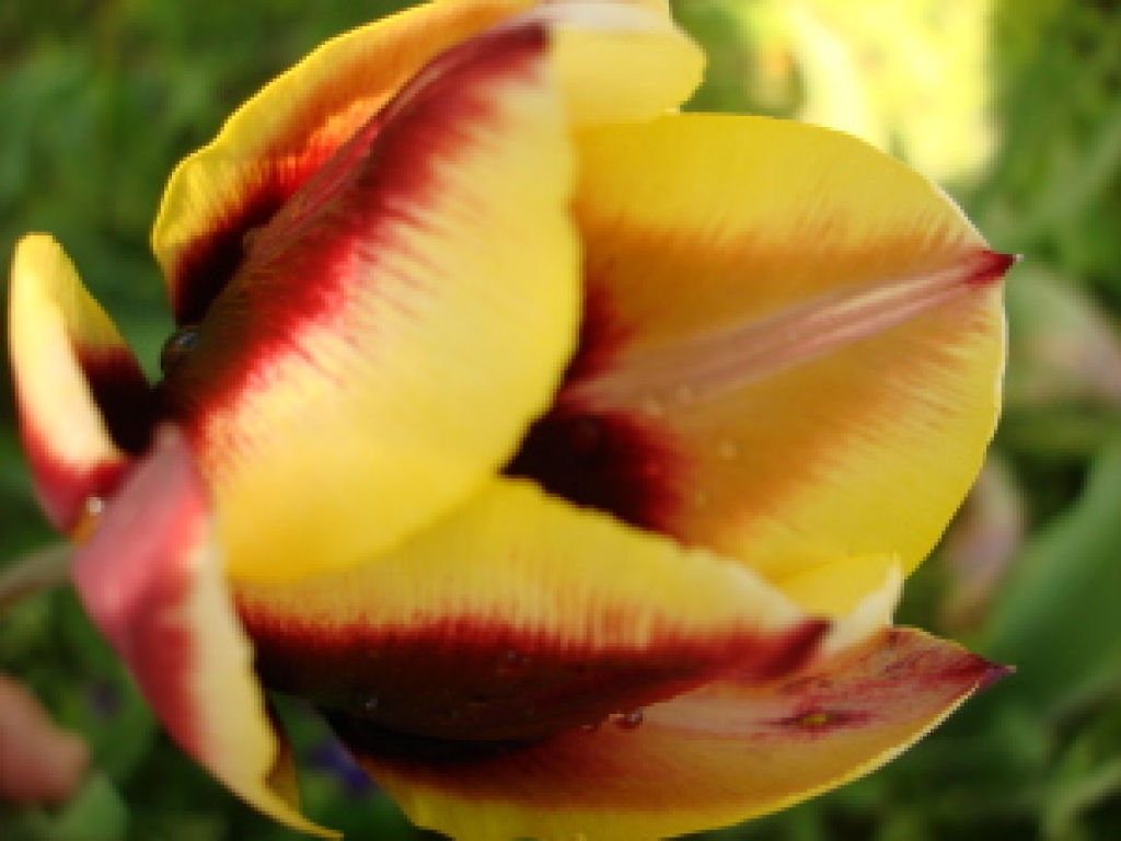 Tulpes uzziedēs arī pils vestibilā