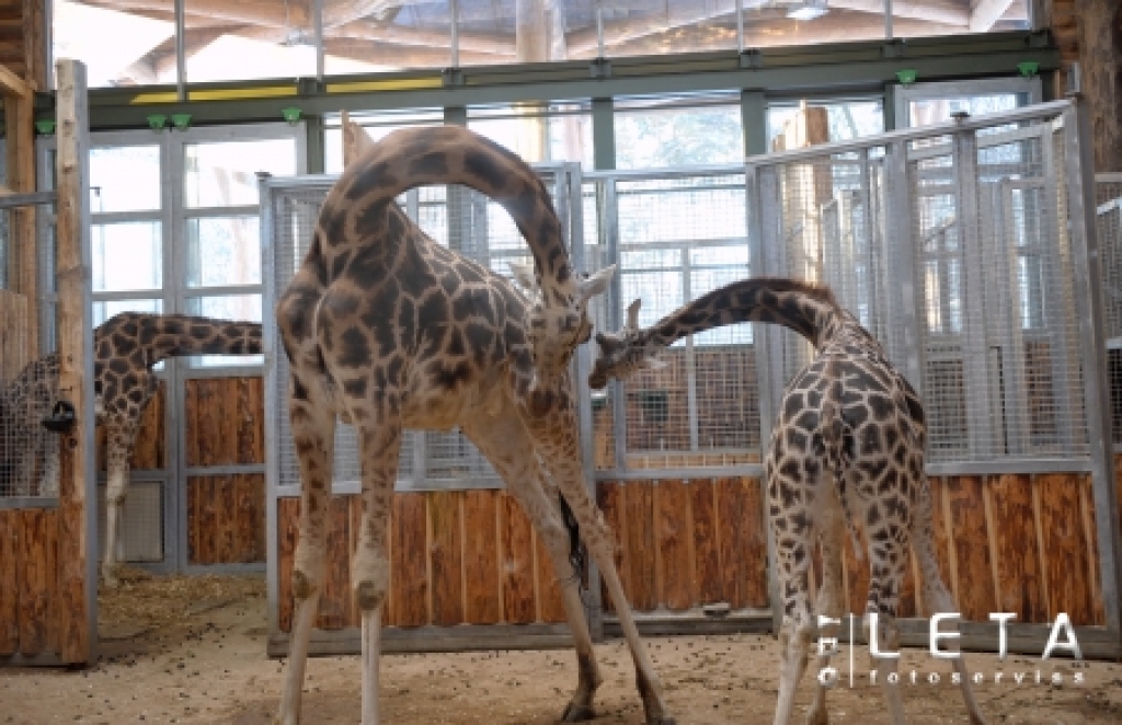 Rīgas Zooloģiskajā dārzā ieradīsies ceturtā žirafe