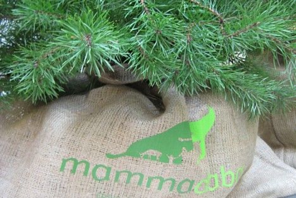 Mūsu novadu klases – «Mammadaba» meistares
