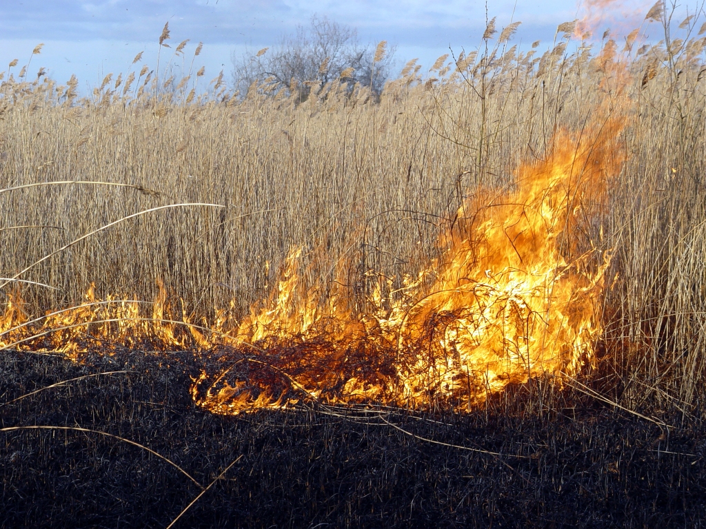 Kūlas dedzināšanas sezona sākusies