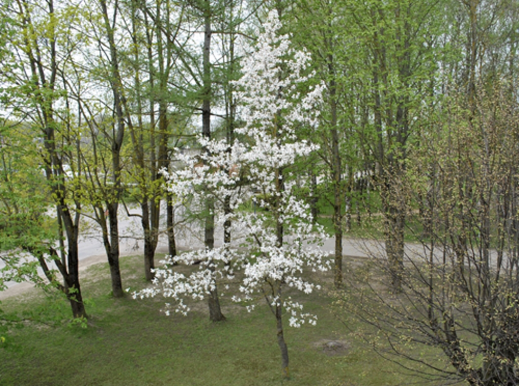 Mūspusē krāšņi uzziedējušas magnolijas