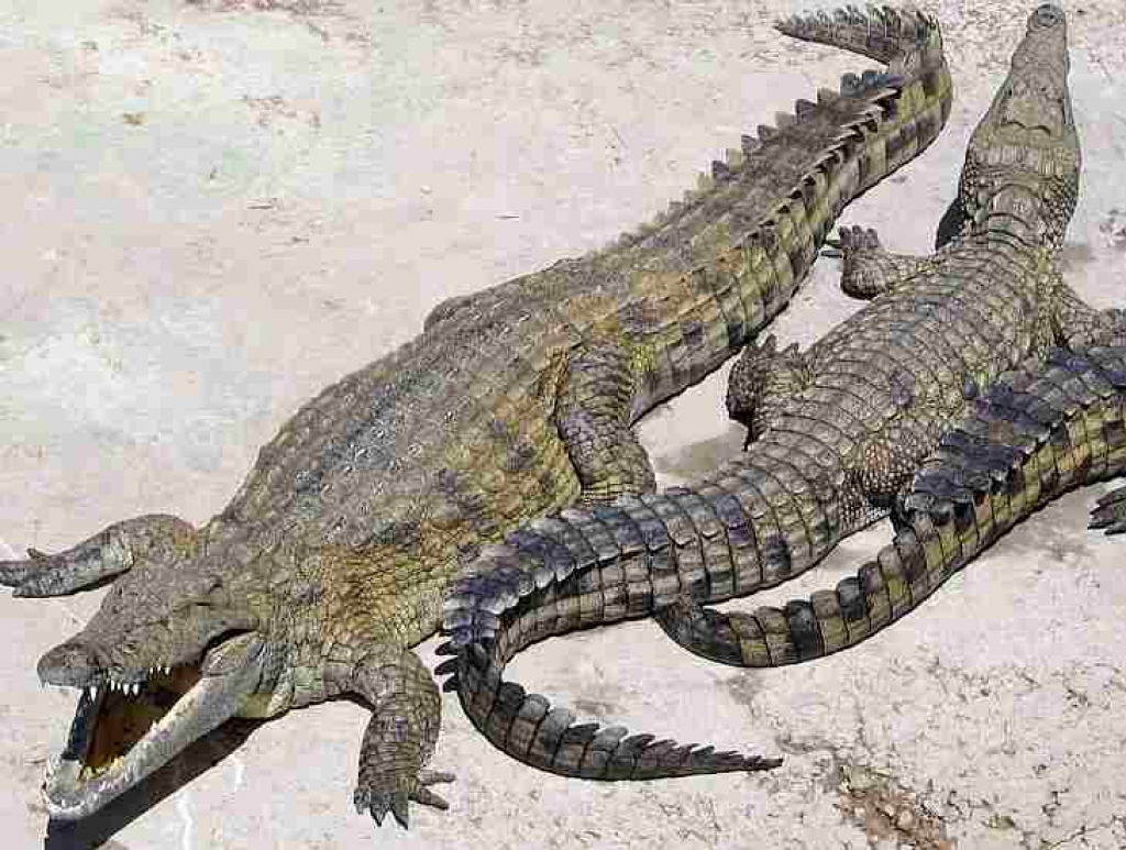 No audzētavas Vjetnamā izmūk vairāki simti krokodilu