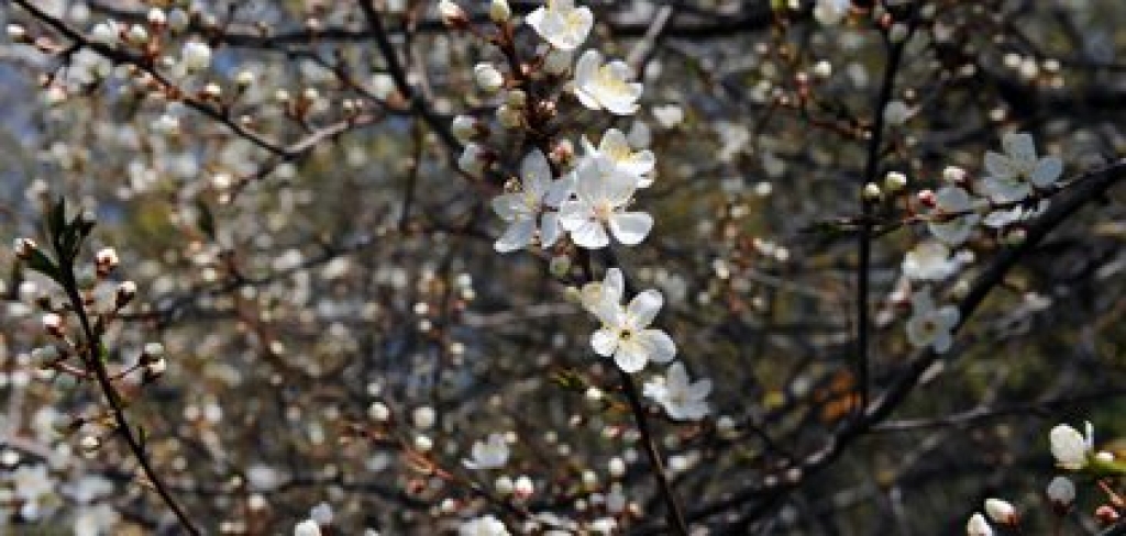 Bauskā gaisa temperatūra pakāpusies līdz plus 28,4 grādiem