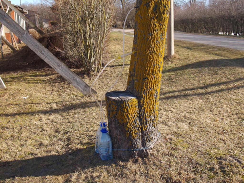 Sāk vākt kļavu sulas