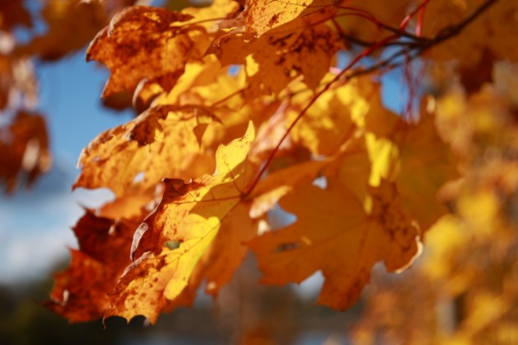 Bauskā pārspēts maksimālās gaisa temperatūras rekords