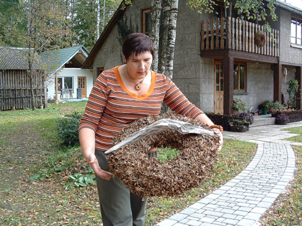 Floristikas pulciņš Vecumniekos atzīmēs darbības desmito jubileju