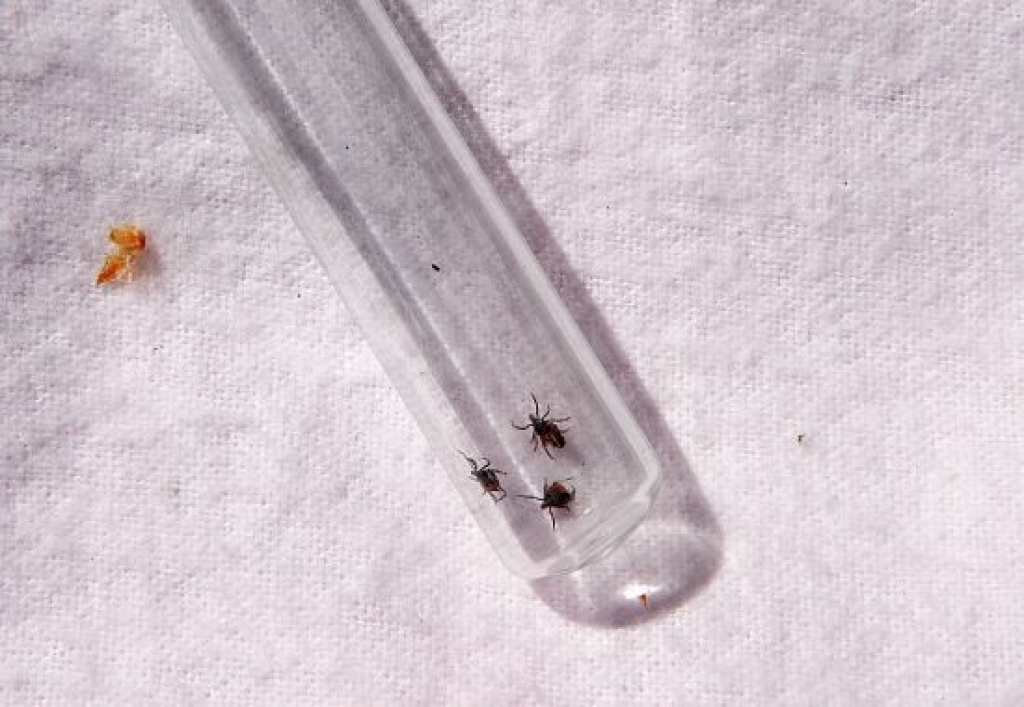Šopavasar samazinājies inficēto ērču skaits