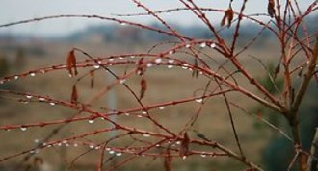 Pēdējā mēneša laikā nokrišņu daudzums vietām Latvijā bijis tikai viens procents no normas