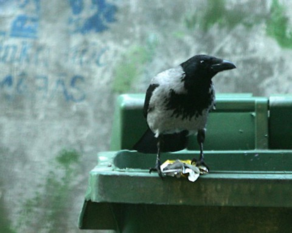 Panevēžā ar vārnām cīnās, sakarot kokos zilus un violetus hēlija balonus