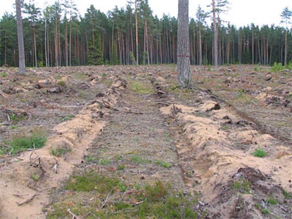 Iecavā stāstīs par mežu plantācijām