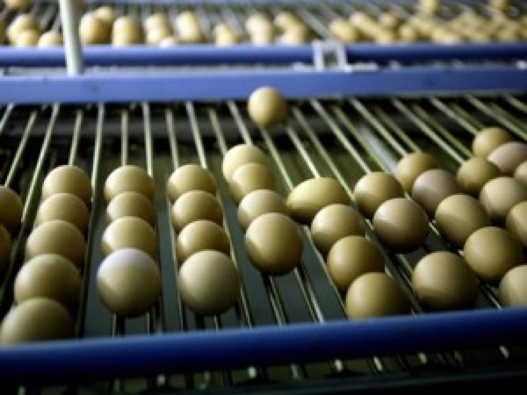 «Balticovo» cer pārdot miljoniem olu
