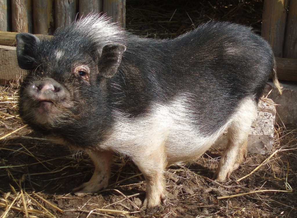 Minizoodārzs  no apēšanas glābs divas Bauskas puses pundurcūkas 