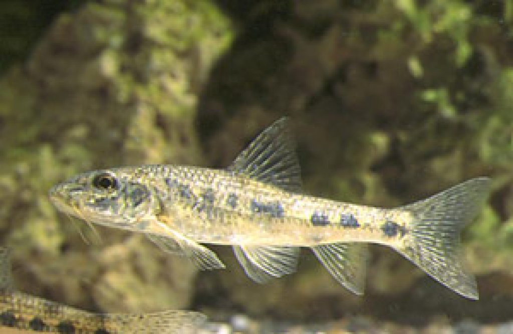 Gada zivs – grundulis