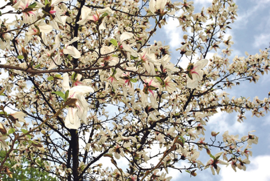 Uzziedējušas magnolijas