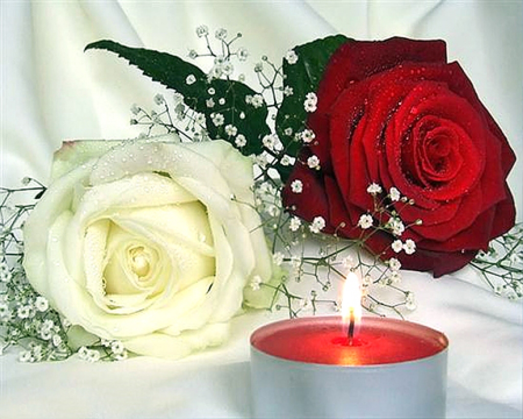 Baltās un  sarkanās rozes