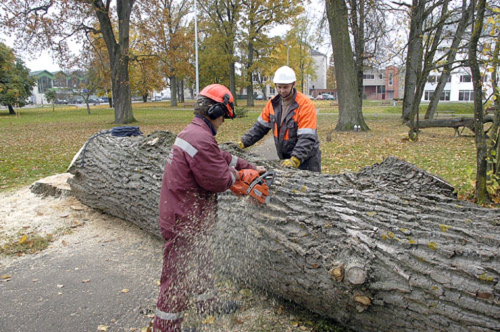 Sācies koku upurēšanas laikmets