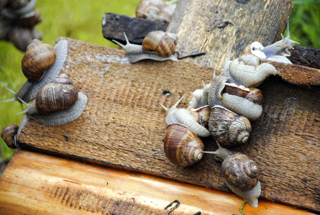 Sākusies delikatešu vākšanas sezona