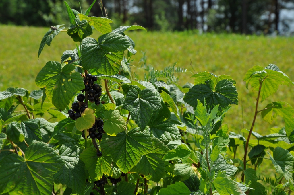 Jāapkopj ogu krūmi nākamajai ražai